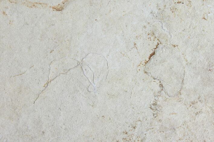 Bargain Cretaceous Brittle Star (Geocoma) Fossil - Lebanon #106178